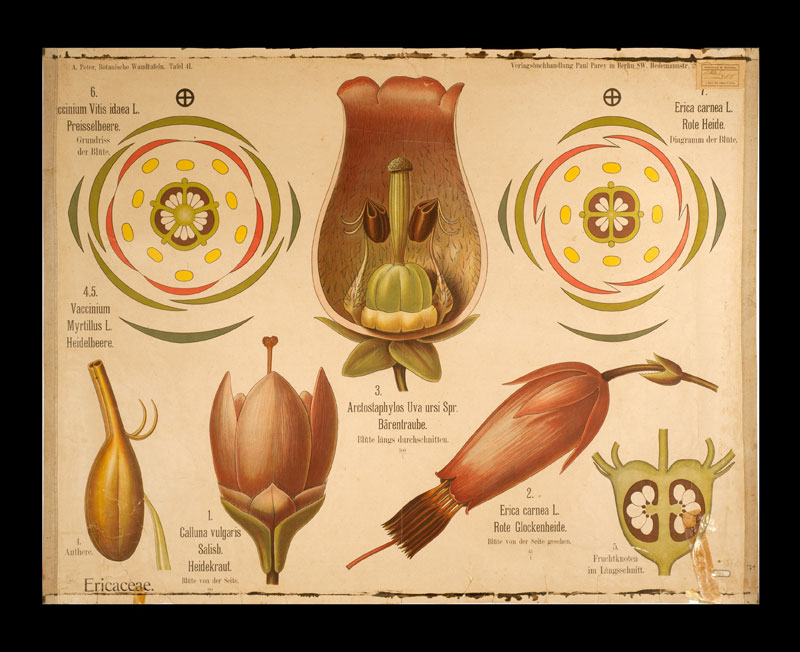 Tafel 41 Ericaceae